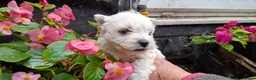 West Highland Terrier dogs for sale: Stunning West Highland Terrier Puppies - Advert 6