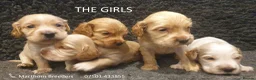 Cocker Spaniel dogs for sale: Stunning Show Cockers - Crufts Champion Pedigree in Stoke-on-Trent - Advert 5
