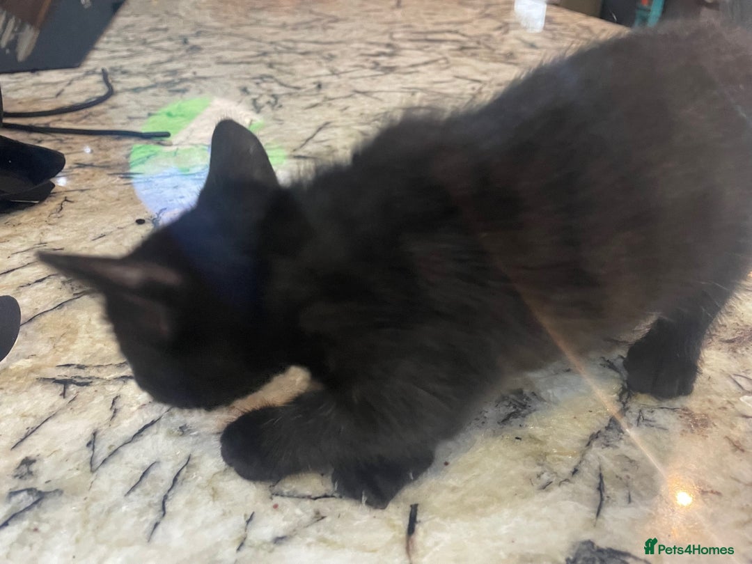British Shorthair cats for sale: 2 Gorgous Black Kittens 1 Male 1 Female - Image 4