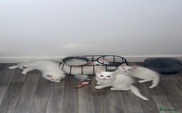 Persian cats for sale: Fluffy indoor kittens-Persian&Main Coon cross  - Image 5
