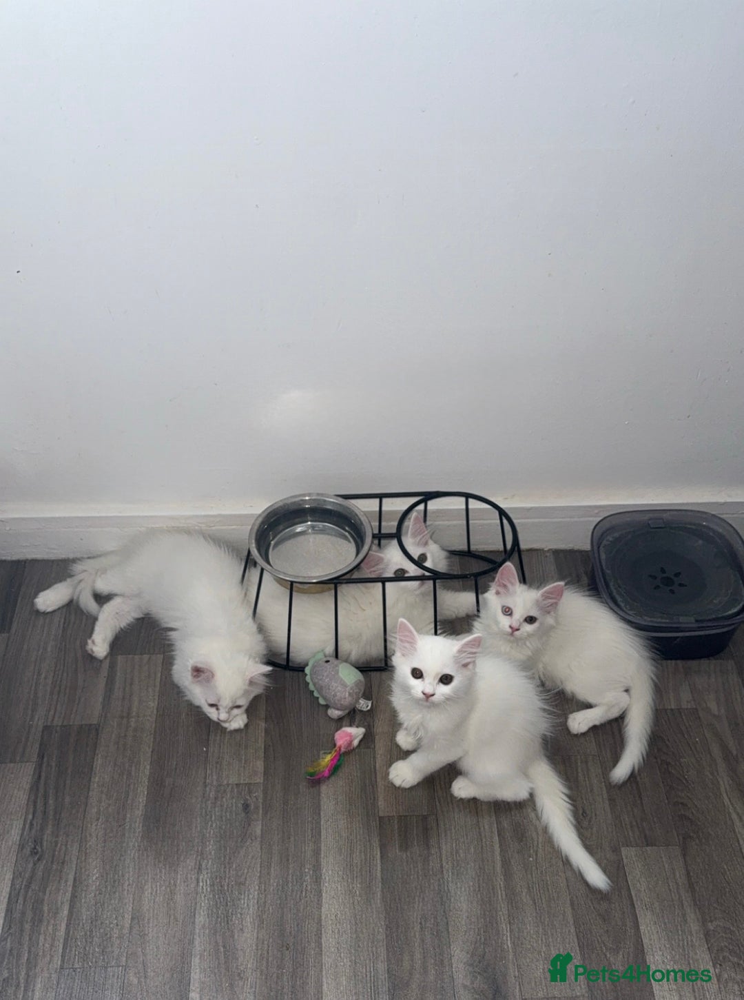 Persian cats for sale: Fluffy indoor kittens-Persian&Main Coon cross  - Image 5