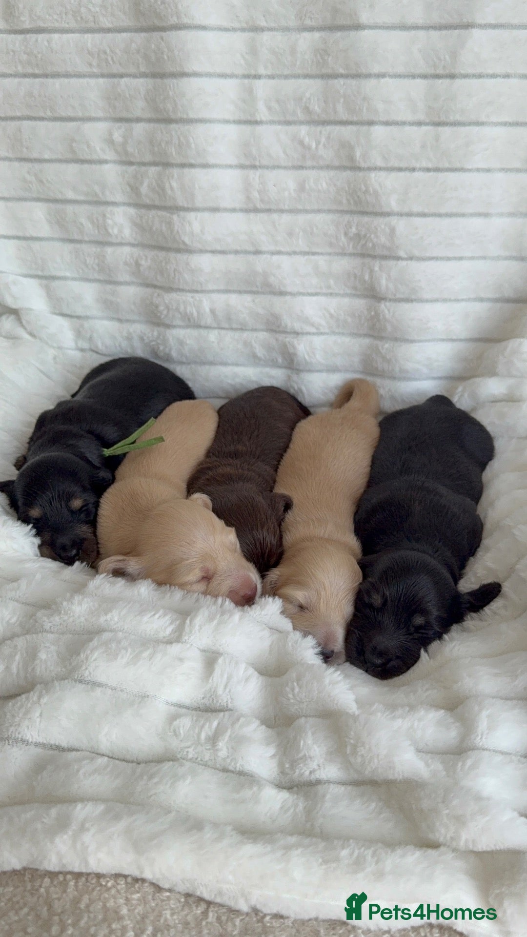 Miniature Dachshund dogs Beautiful English cream long hair mini dachshunds - Advert 1