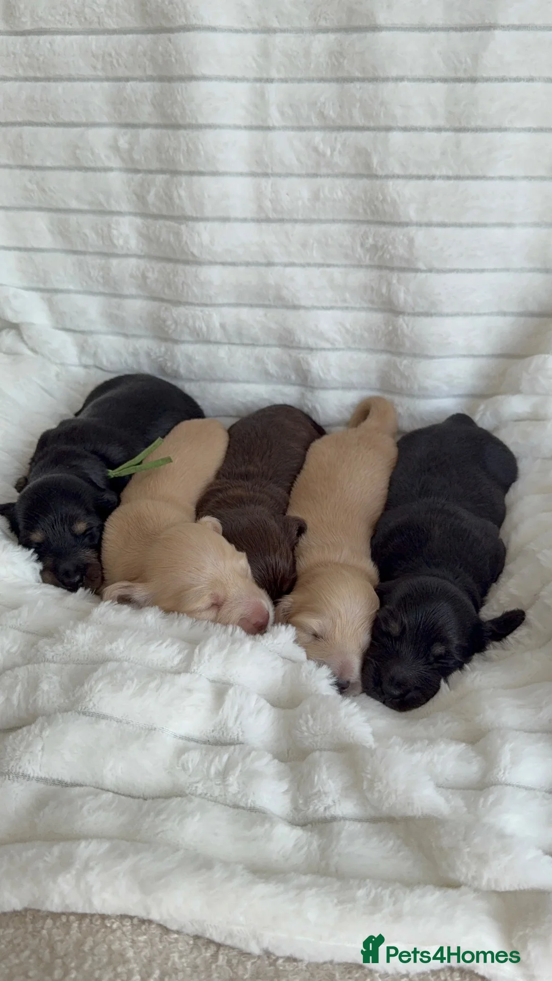 Miniature Dachshund dogs for sale: Beautiful English cream long hair mini dachshunds - Advert 1