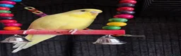Budgerigars birds for sale: Stunning Pair of Tame Budgies – Must Go Together in Basildon - Advert 2