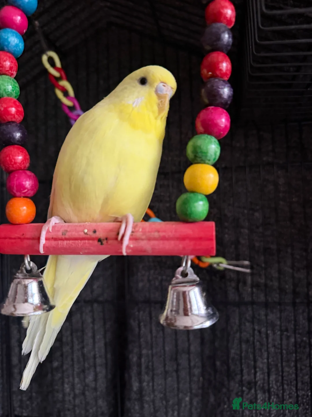 Budgerigars birds for sale: Stunning Pair of Tame Budgies – Must Go Together in Basildon - Advert 2