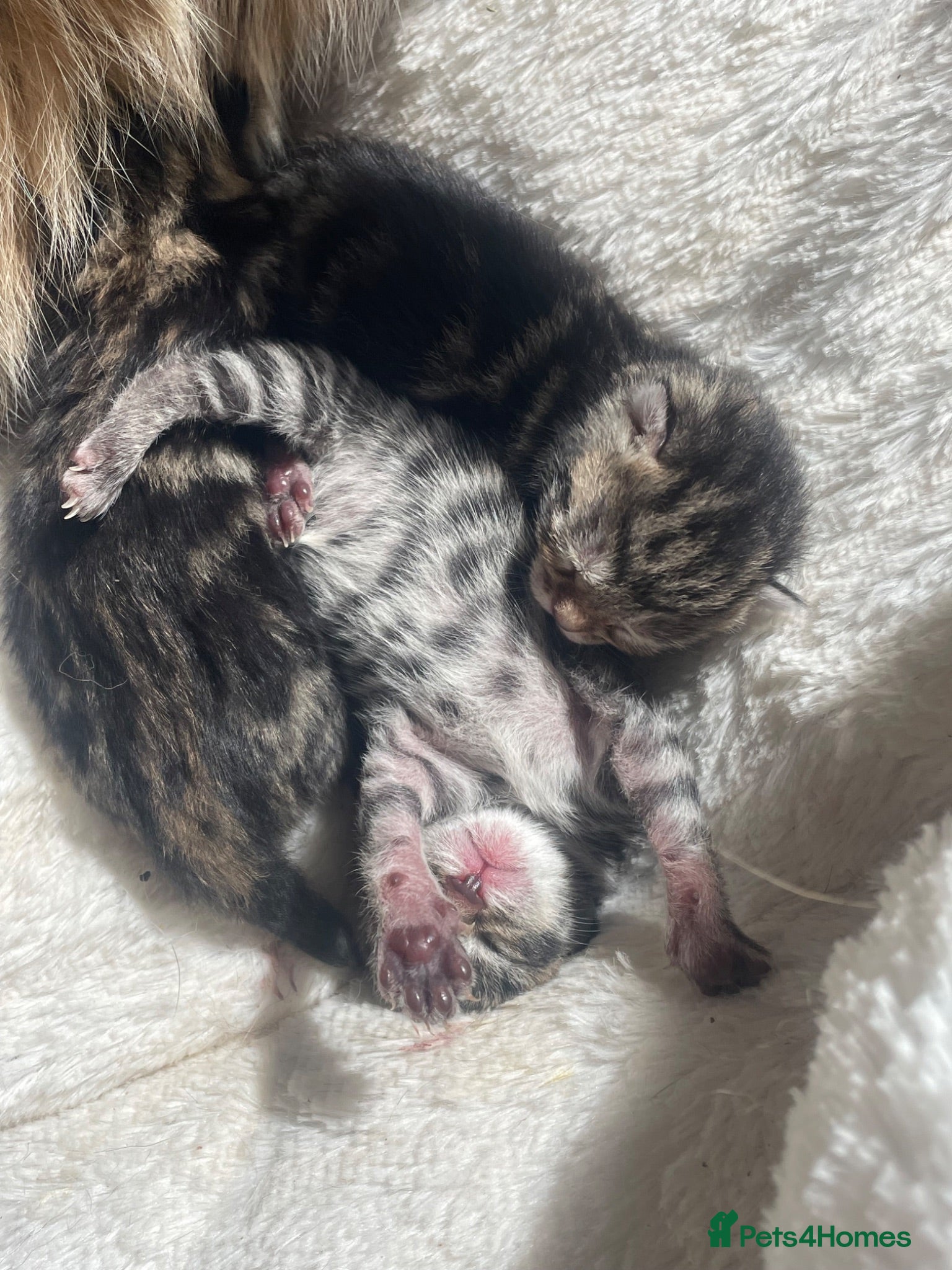 Mixed Breed cats Tabby kittens  - Advert 1