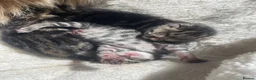 Mixed Breed cats for sale: Tabby kittens  in Stirling - Advert 1