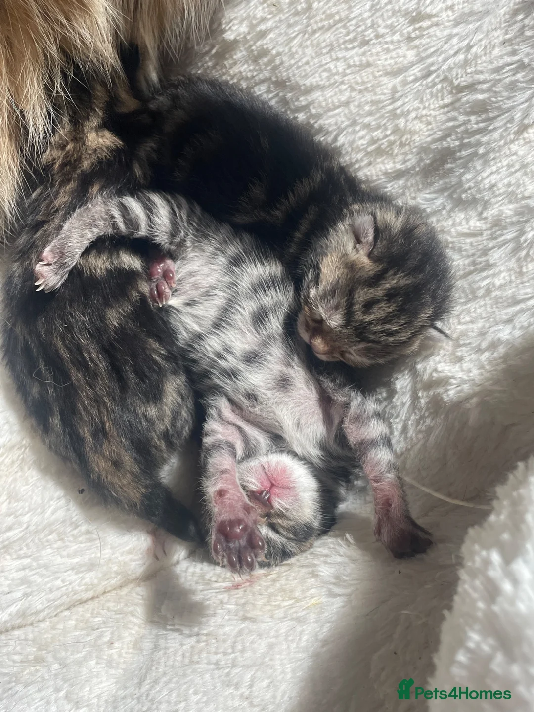 Mixed Breed cats for sale: Tabby kittens  in Stirling - Advert 1