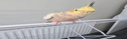 Cockatiels birds for sale: Male cockciel - Advert 4