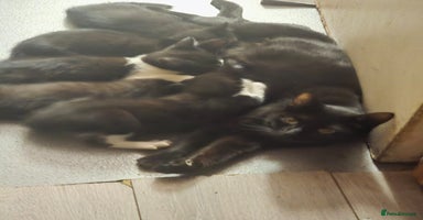 Mixed Breed cats - Advert 5