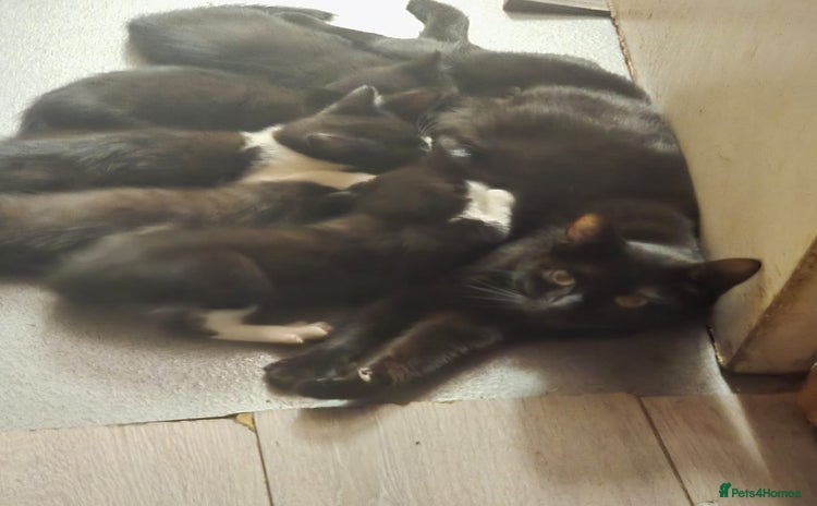 Mixed Breed cats - Advert 3