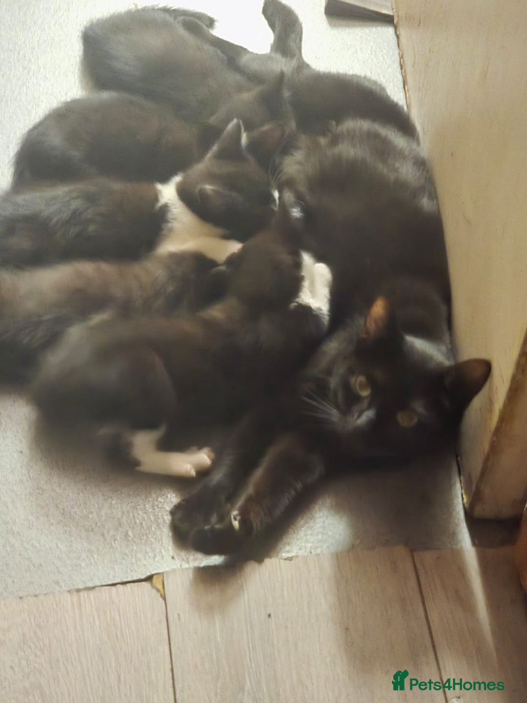 Mixed Breed cats for sale: Kittens for sale - Image 1
