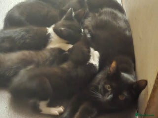 Mixed Breed cats - Advert 27