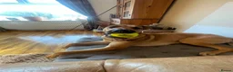 Mixed Breed dogs for sale: Bonnie - Malinois X Greyhound X Staffy in Mansfield - Advert 6