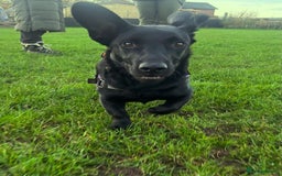 Dachshund dogs for adoption: Cute Gregory looking for LOVE - Image 9