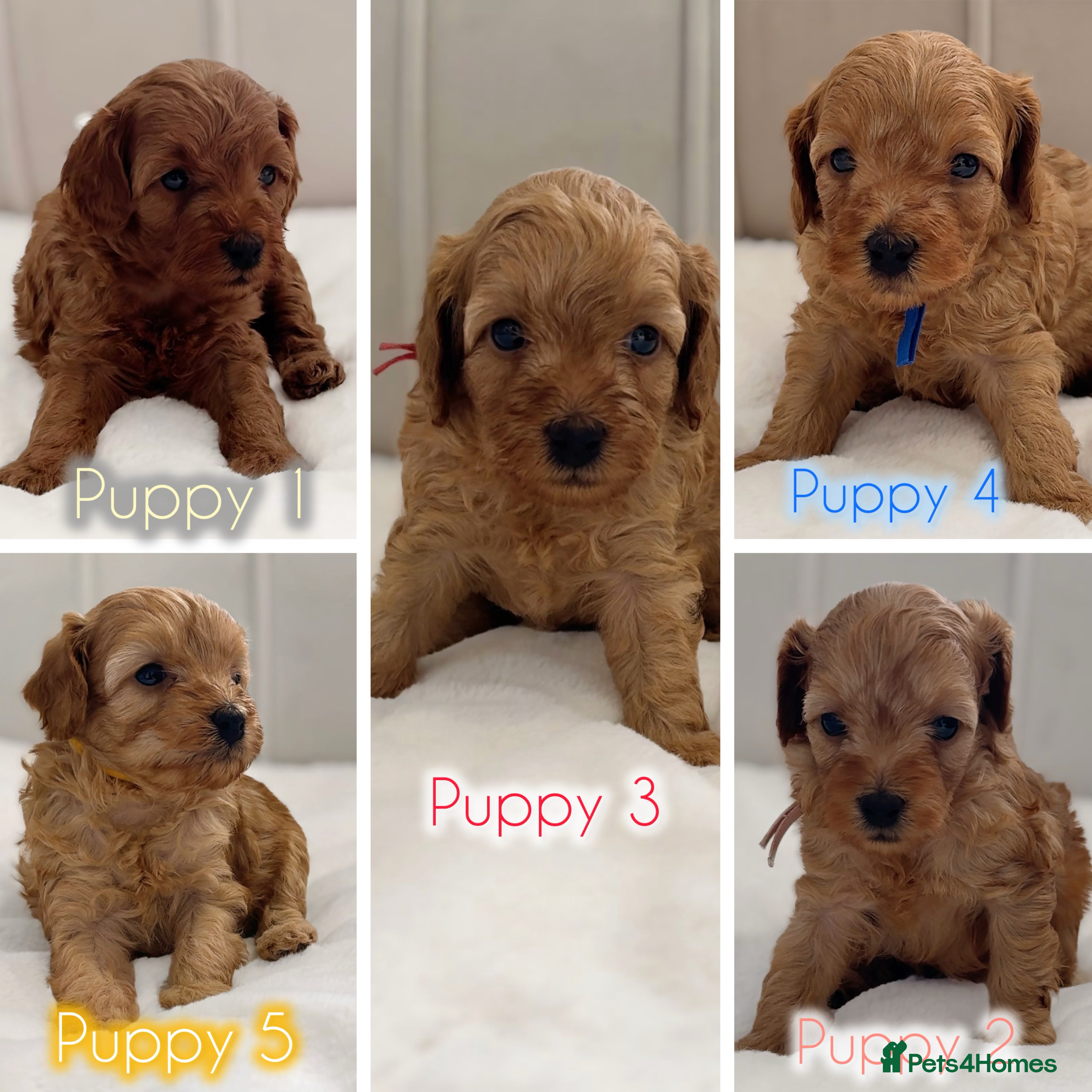 Cavapoo dogs Premium Toy Cavapoo puppies DNA Clear, Home Raised - Advert 17