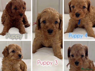 Cavapoo dogs - Advert 31