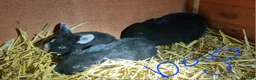 Mini Lop rabbits for sale: Mini lops  - Advert 2