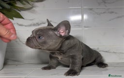 French Bulldog dogs for sale: 7 week old kC French bulldogs - Image 9