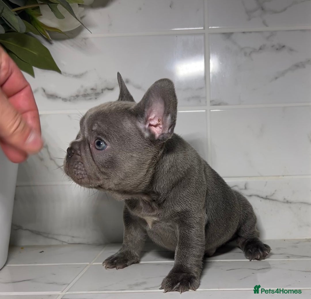 French Bulldog dogs for sale: 7 week old kC French bulldogs - Image 9