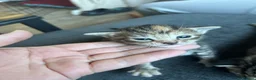 Mixed Breed cats for sale: Gorgeous tabby kittens  in Buckfastleigh - Advert 13