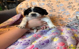 Cocker Spaniel dogs for sale: COCKER SPANIEL LITTER OF 9 IN SCARBOROUGH  - Image 14