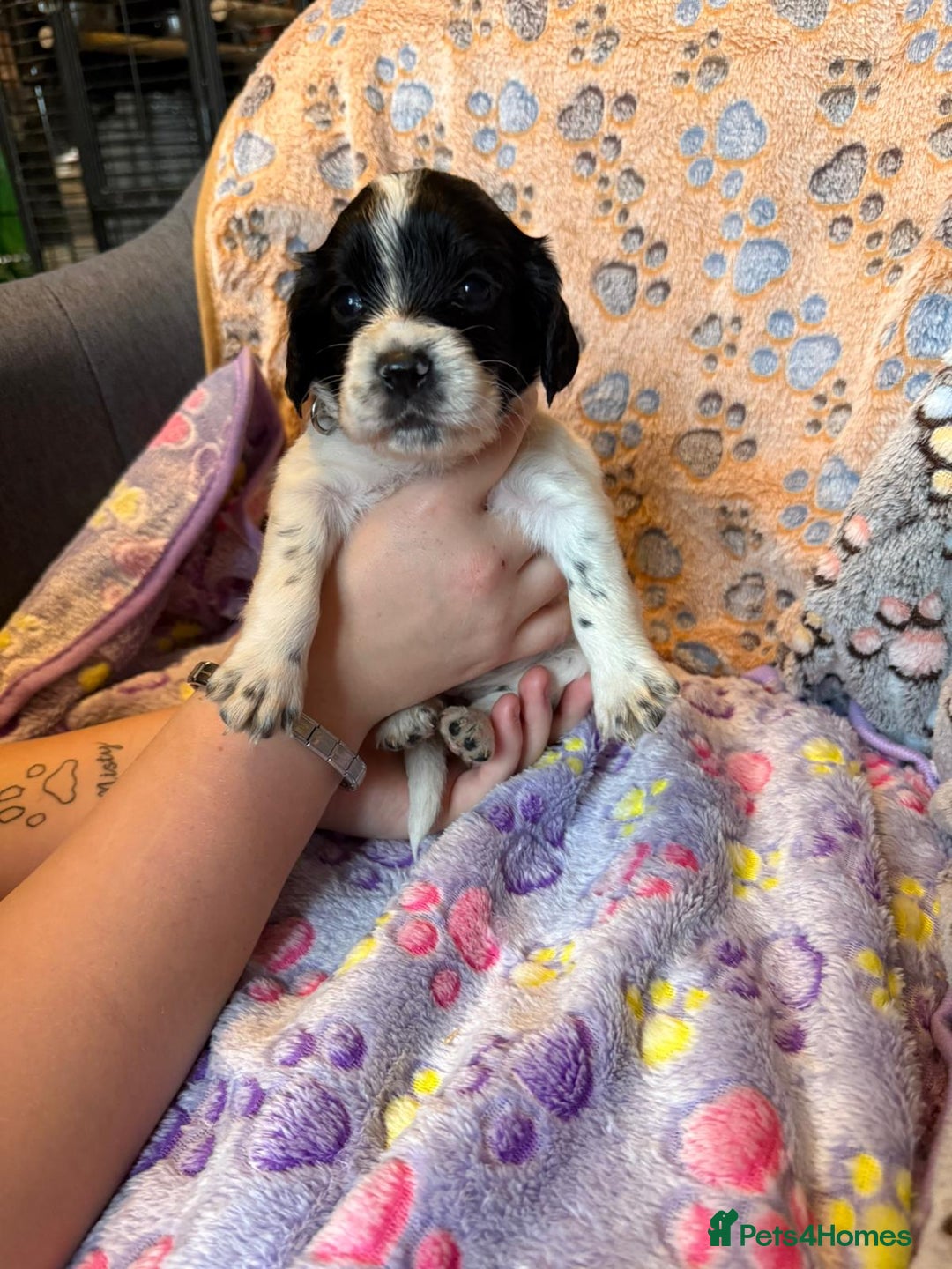 Cocker Spaniel dogs for sale: COCKER SPANIEL LITTER OF 9 IN SCARBOROUGH  - Image 14