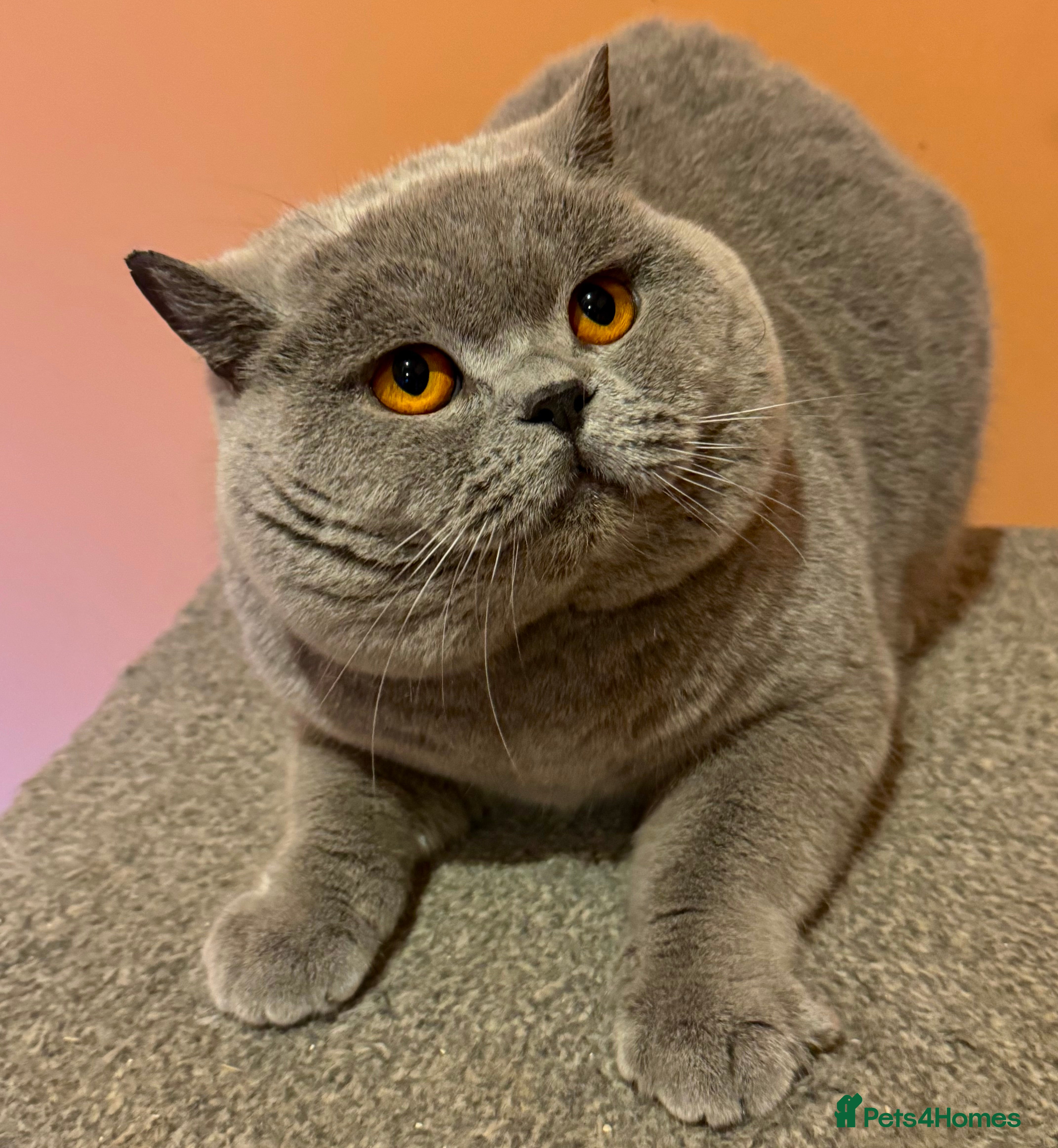 British Shorthair cats Stunning Import BSH Boy,GCCF&TICA active-for stud! - Advert 12