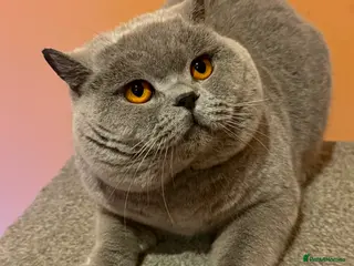 British Shorthair cats Stunning Import BSH Boy,GCCF&TICA active-for stud! - Advert 12