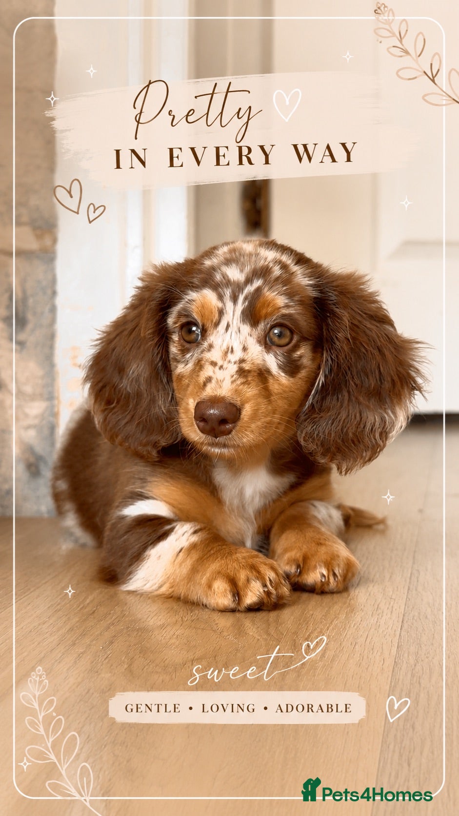 Miniature Dachshund dogs Longhaired miniature dachshund girl - Advert 1