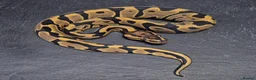 Python Snake reptiles for sale: UPDATED Various Ball Python Hatchlings - Advert 7