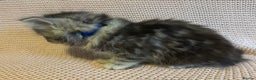 Maine Coon cats for sale: Maine Coon Bengal Cross - Advert 5