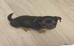 Mixed Breed dogs for sale: Jack Russell/ dachshund  - Image 4