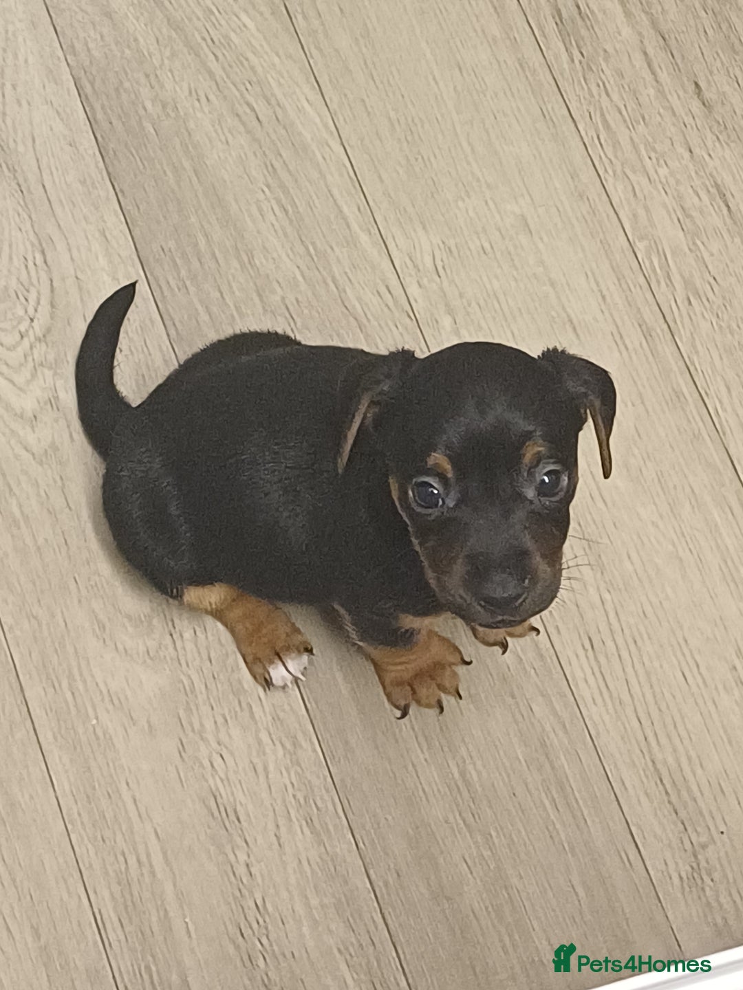 Mixed Breed dogs for sale: Jack Russell/ dachshund  - Image 4