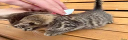 Mixed Breed cats for sale: Friendly farm kittens  - Advert 5