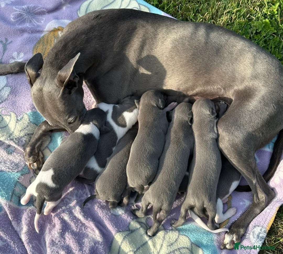 Whippet dogs for sale: 🐾 Beautiful Whippet Puppies Available 🐾 - Advert 2