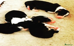 Border Collie dogs for stud: ISDS/KC Registered Border Collie for Stud in York - Image 5