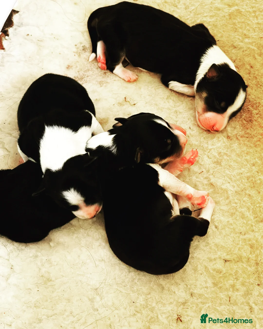 Border Collie dogs for stud: ISDS/KC Registered Border Collie for Stud in York - Advert 5