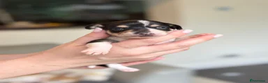 Chihuahua Puppy 1