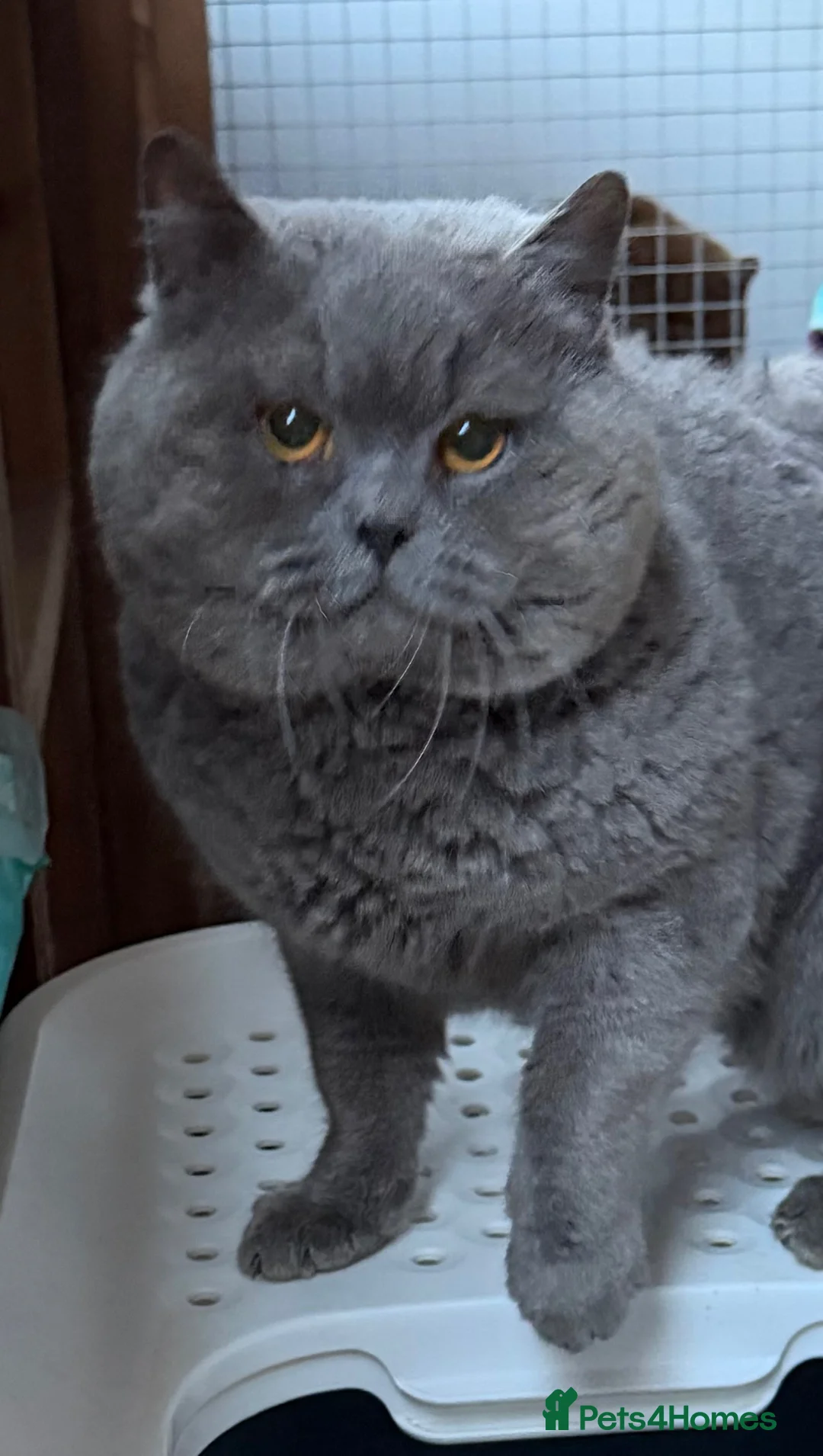 British Shorthair cats for sale: Blue British Male - Advert 1