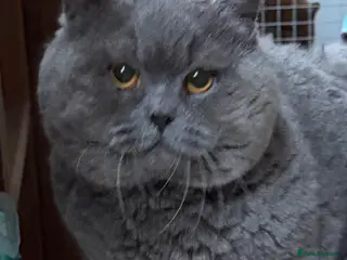 British Shorthair cats Blue British Male - Advert 1