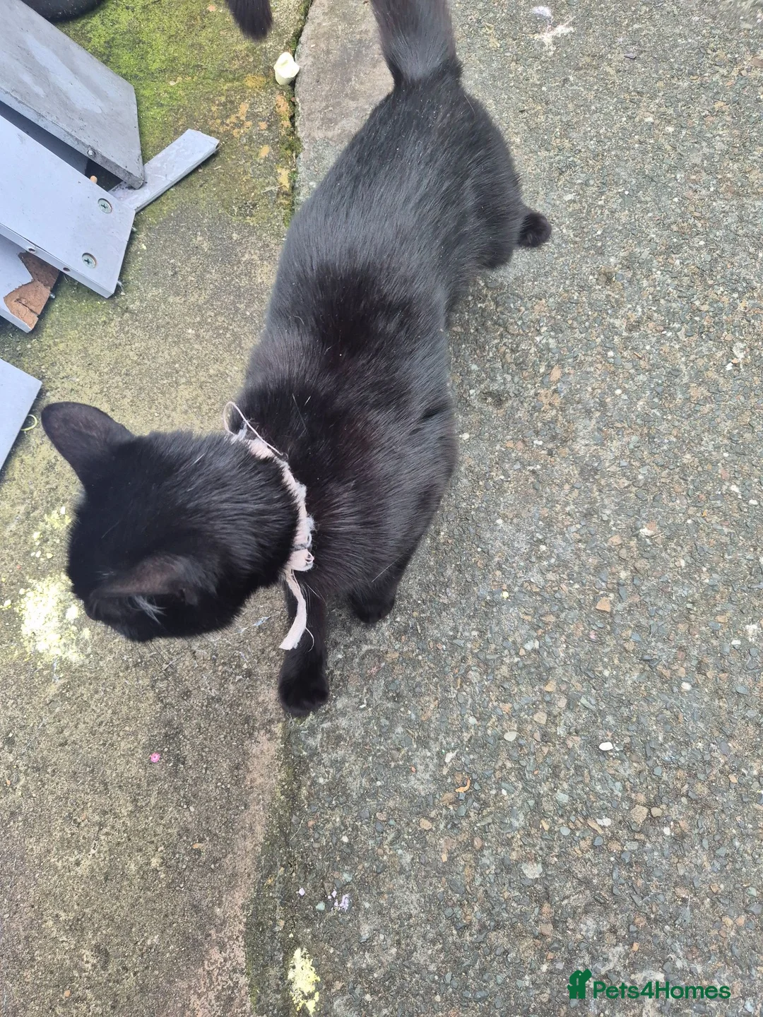 Mixed Breed cats for sale: female car  - Advert 4