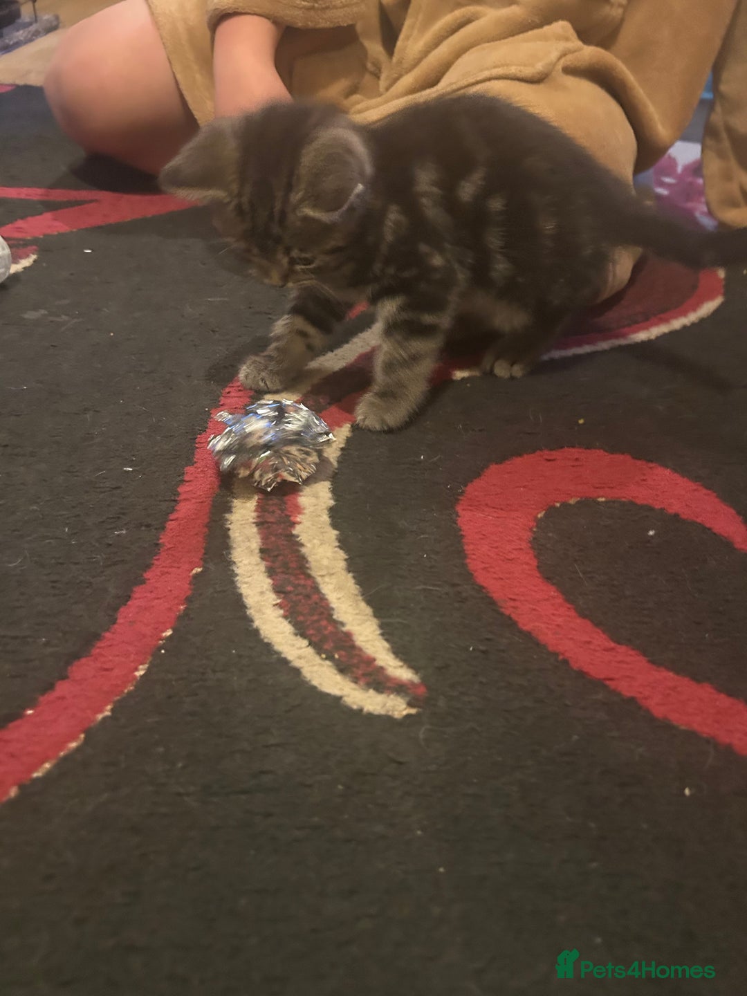 Mixed Breed cats for sale: 3 Beutiful kittens - Image 4