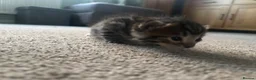Bengal cats for sale: Bengal kittens  - Advert 6