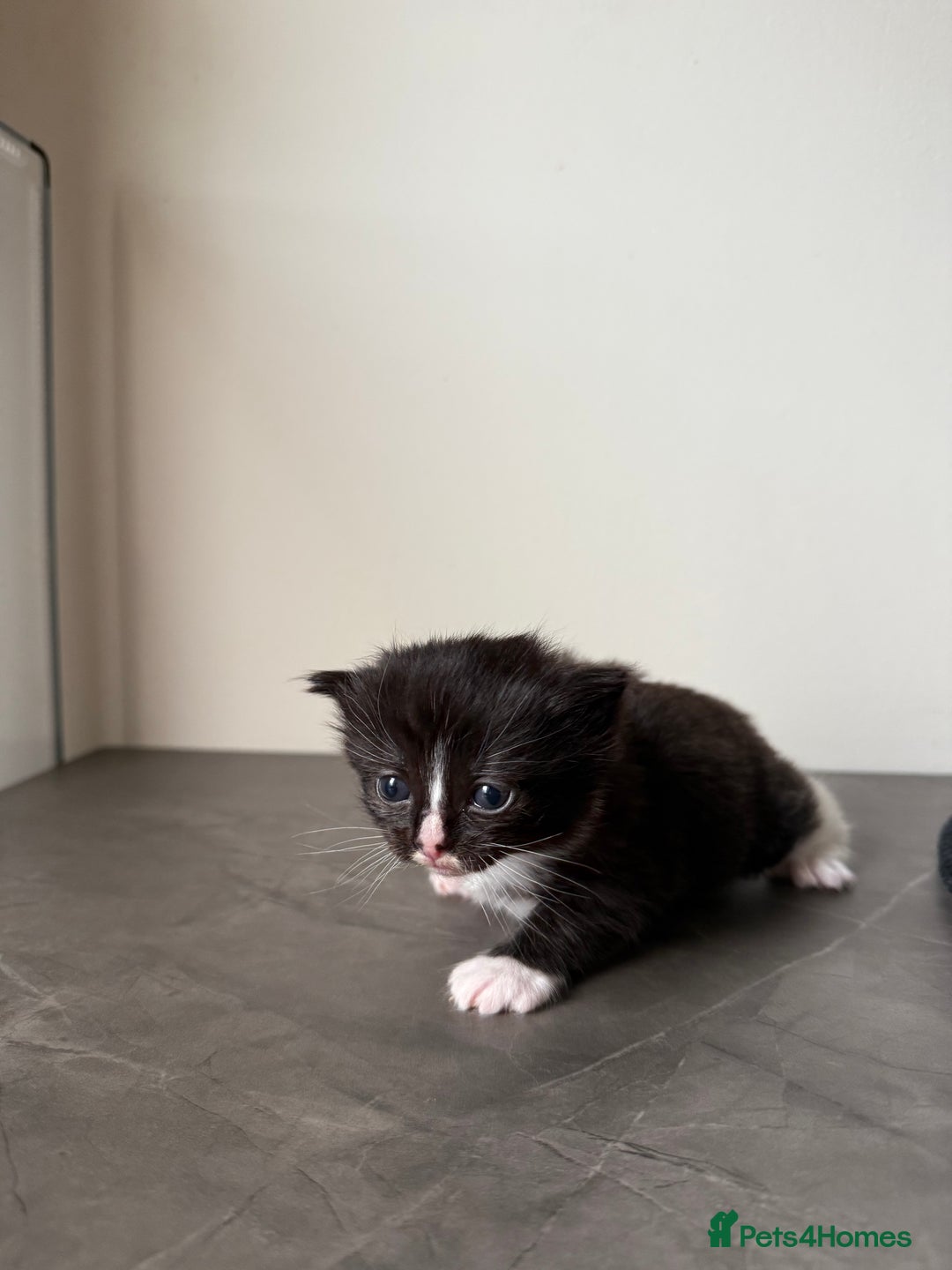 Ragdoll cats for sale: Ragdoll x kitten - Female 🐾🩷 - Image 2