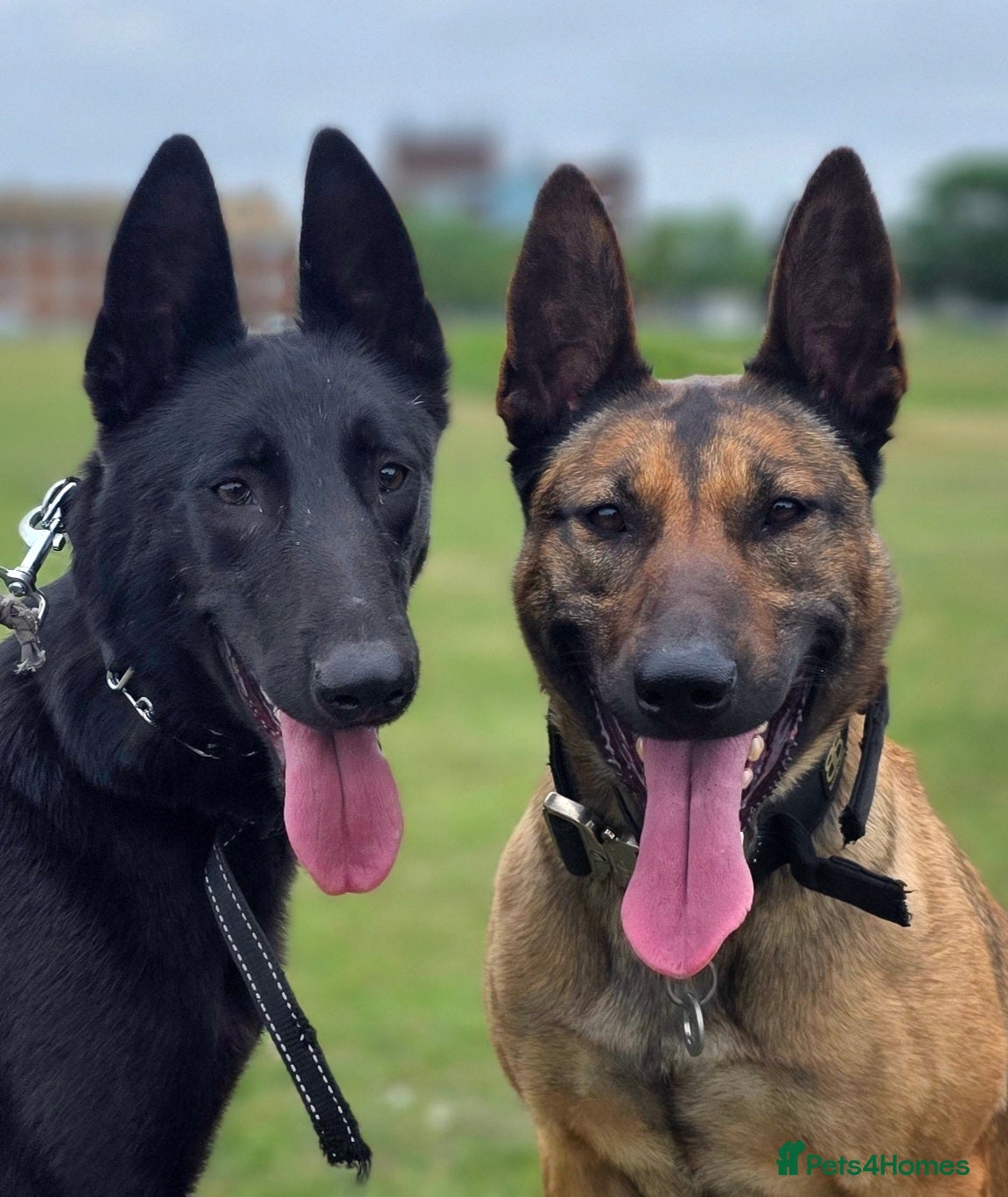 Belgian Shepherd Dog dogs Female Beligian Malinois  - Advert 5