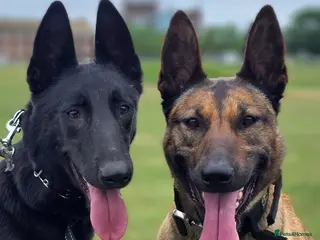 Belgian Shepherd Dog dogs Female Beligian Malinois - Advert 14