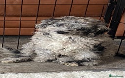 Cockapoo dogs for sale: F2 Cockapoo - Image 11