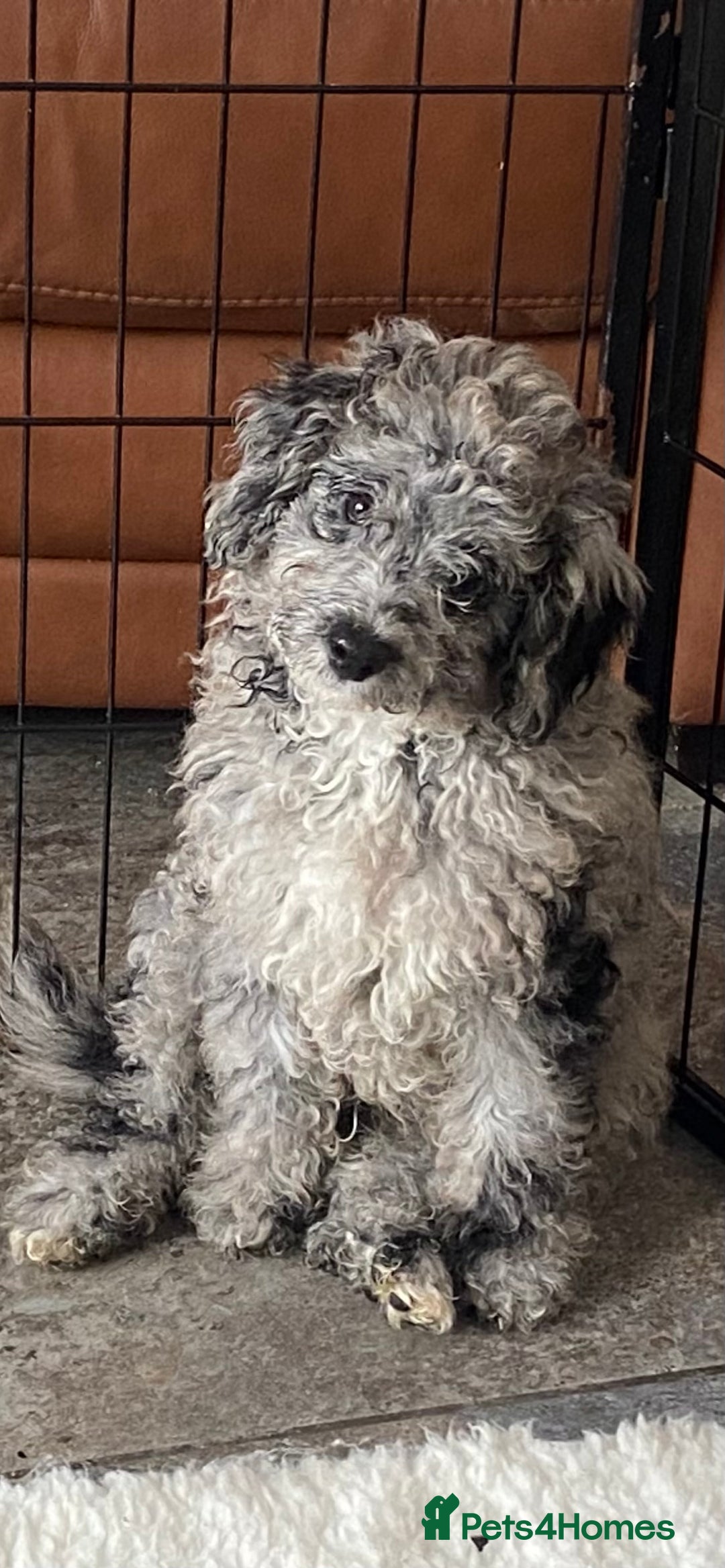 Cockapoo dogs for sale: F2 Cockapoo - Image 11