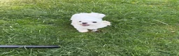 Maltese dogs for sale: Top quality girl for pet home! - Advert 7